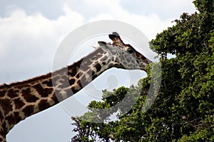 Giraffe Eating