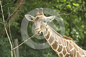 The giraffe eating