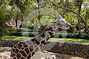 Giraffe eating