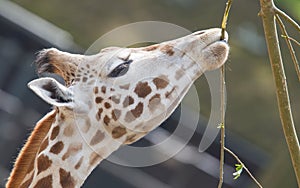 Giraffe eating