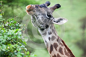 A giraffe eating