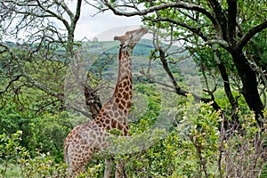 Giraffe eating