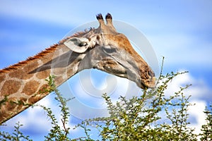 Giraffe eating an acacia