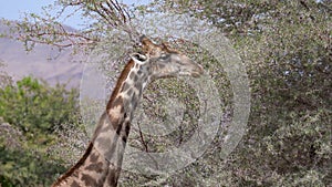 Giraffe eating acacia in Kaokoveld in Namibia, Africa.