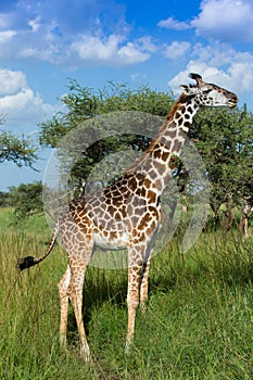 Giraffe eating acacia leafs