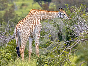 Giraffe eating acacia leaves