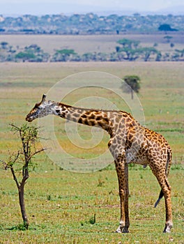 Giraffe is eating acacia savannah. Close-up. Kenya. Tanzania. East Africa.