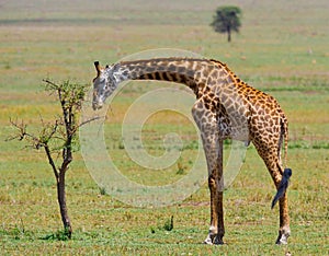 Giraffe is eating acacia savannah. Close-up. Kenya. Tanzania. East Africa.