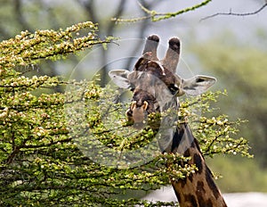 Giraffe is eating acacia savannah. Close-up. Kenya. Tanzania. East Africa.