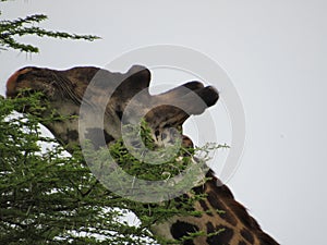 giraffe eating from an Acacia tree