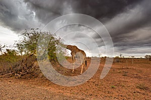 Giraffe eating from Acacia tree in the bush, dramatic stormy sky. Wildlife safari in the Kruger National Park, major travel