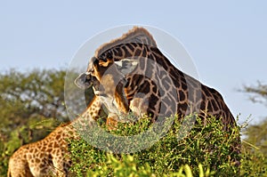 Giraffe eating Africa