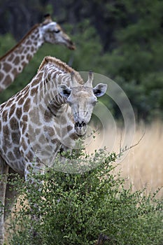 Giraffe eating from a bush in the Okavango Delta in Botswana, Africa