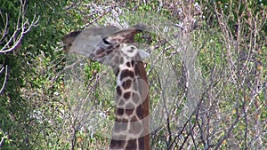 Giraffe eating closeup in Etosha National Park, Namibia