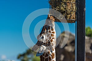 Giraffe eating dry grass