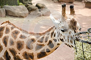 Giraffe eating dry grass from metal basket