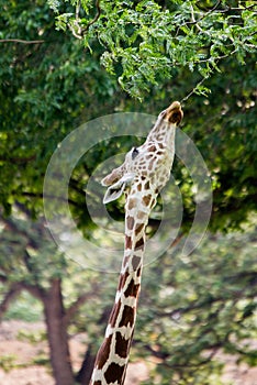 Giraffe eating in forest