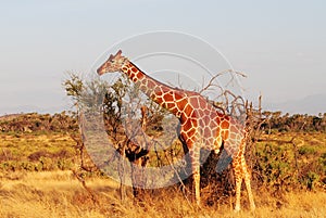 Giraffe eating at golden hour in the Savannah, Kenya, Africa. Natural Reserve, wildlife