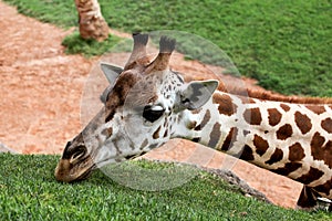 Giraffe eating grass