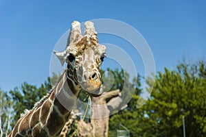 Male giraffe eating grass