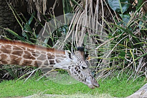 Giraffe eating grass