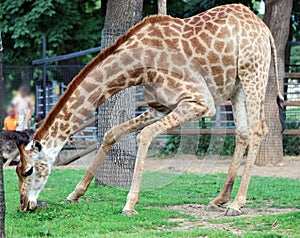 Giraffe eating grass