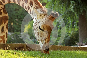 Giraffe eating grass