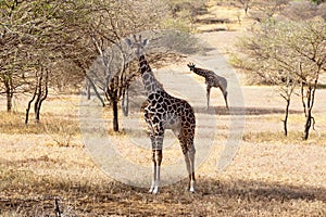 Giraffe eating grass in the African savanna