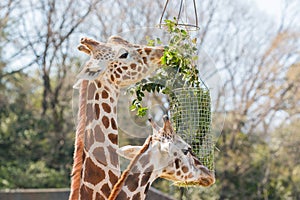 Giraffe eating grass and leaf in basket.