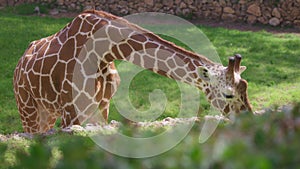 Giraffe eating grass in the zoo