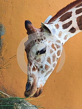 Giraffe eating grass