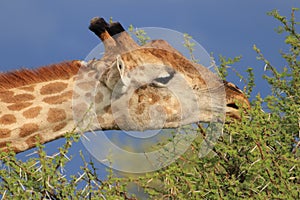 Giraffe eating green acacia leaves moremi game reserve