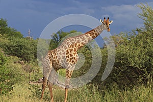 Giraffe eating green acacia leaves moremi game reserve botswana, africa