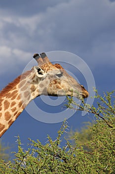 Giraffe eating green acacia leaves moremi game reserve botswana, africa