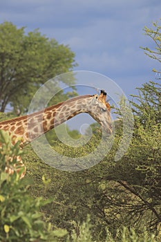 Giraffe eating green acacia leaves moremi game reserve botswana, africa