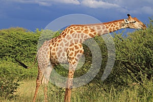 Giraffe eating green acacia leaves moremi game reserve botswana, africa