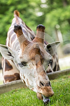 Giraffe eating green grass .