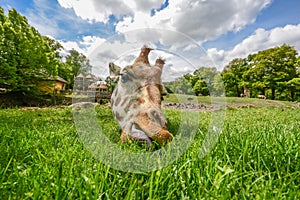 Giraffe eating green grass in the sun