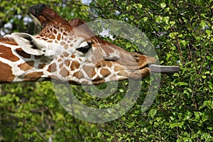 Giraffe eating leafs