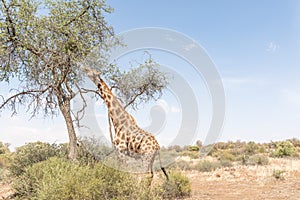 Giraffe eating leafs