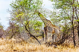 Giraffe eating the leafs of the few green trees In Kruger National Park
