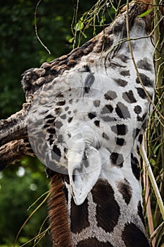 Giraffe eating leaves