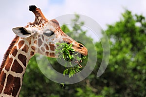 Žirafa jesť listy 