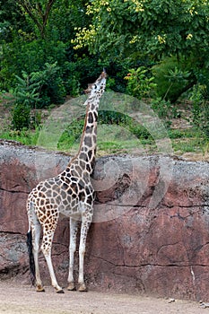 Giraffe eating leaves