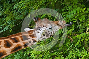 Giraffe eating leaves