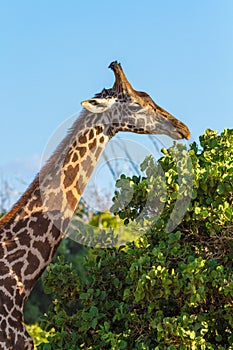 Giraffe eating leaves