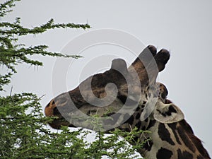 giraffe eating the leaves of an acacia tree