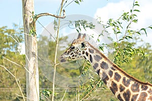 Giraffe eating leaves from dry tree