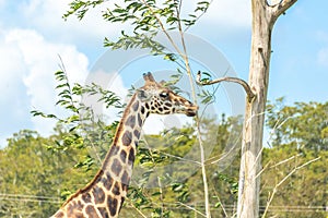 Giraffe eating leaves from dry tree