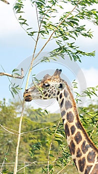 Giraffe eating leaves from dry tree